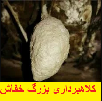 لانه خفاش