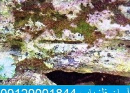 نشان آخر دفینه